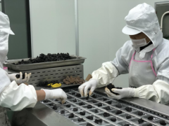 <b>财产研究 · 冰雪容九华黄精财产成长劣势解析</b>